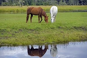 Arabian Horses - chestnut and white grazing by