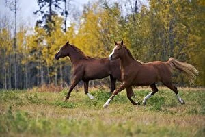 Images Dated 2nd October 2007: Two Arabian Horses running together on meadow