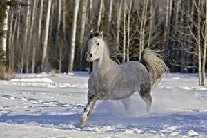Arabs Gallery: Arabian Mare - gray galloping in snow