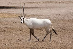 Images Dated 27th August 2012: Arabian Oryx