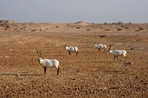 Images Dated 31st August 2012: Arabian Oryx