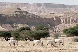 Deserts Prints: Arabian Oryx - Israel