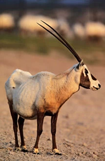 Arab Gallery: Arabian Oryx (Oryx leucoryx) on Sir Bani