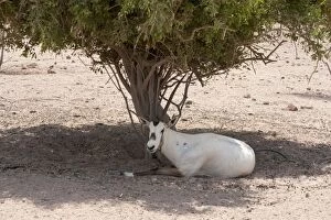 Images Dated 27th August 2012: Arabian Oryx - resting in shade