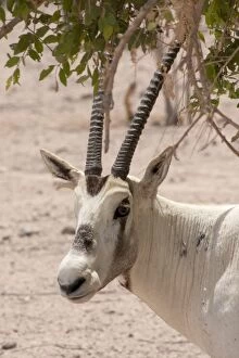 Images Dated 27th August 2012: Arabian Oryx - sheltering in shade