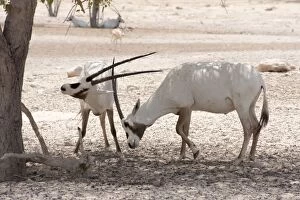 Images Dated 27th August 2012: Arabian Oryx - sparring
