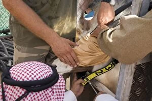 Arabian Oryx - in squeeze pen having radio collar