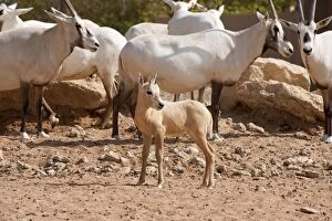 Images Dated 23rd August 2012: Arabian Oryx - with young