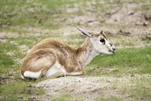 Gazelle Prints: Arabian Sand Gazelle / Goitered gazelle / Sand gazelle / Saudi Goitered Gazelle / Rheem Gazelle