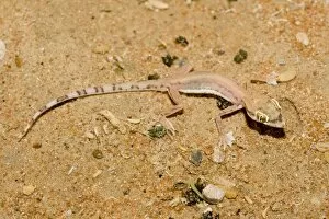 Images Dated 26th March 2010: Arabian Sand Gecko / Arabian short-fingered Gecko - showing unusual webbed feet - adaptation for