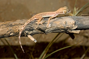 Images Dated 26th March 2010: Arabian Sand Gecko / Arabian short-fingered Gecko - showing unusual webbed feet - adaptation for