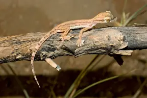 Webbed Feet Prints: Arabian Sand Gecko / Arabian short-fingered Gecko - showing unusual webbed feet - adaptation for extra grip on sand