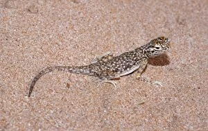 Images Dated 18th August 2012: Arabian Toad-headed Agama