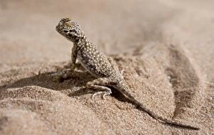 Images Dated 23rd August 2012: Arabian Toad-headed Agama
