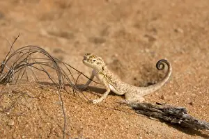 Middle East Prints: Arabian Toad Headed Agama - tail display - Abu Dhabi - United Arab Emirates
