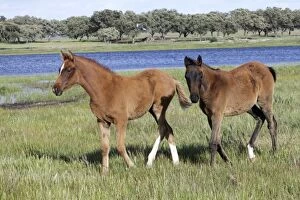 Arabic horse - 2 foals on water meadow