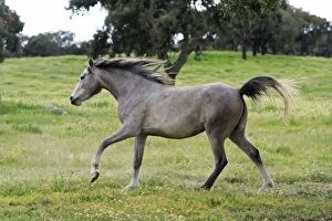 Images Dated 5th April 2008: Arabic Horse - frolicking on meadow, Alentejo, Portugal