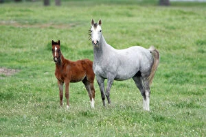 Arabic Horse - mare and foal on meadow