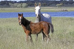 Arabic Horse - mare and foal on water meadow