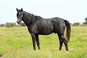 Images Dated 5th April 2008: Arabic Horse - stallion on meadow, Alentejo, Portugal