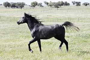Arabic Horse - stallion, prancing across a meadow
