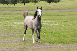 Horses Gallery: Arabic Horse - trotting on meadow