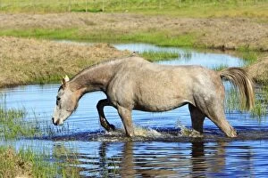 Images Dated 2nd April 2008: Arabic Horse - walking through stream, Alentejo, Portugal