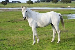 Images Dated 5th April 2008: Arabic Horse - white mare, Alentejo, Portugal