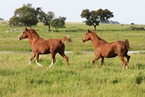 Horses Collection: Arabic Horses - 2 trotting on meadow, Alentejo, Portugal