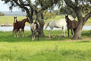 Images Dated 5th April 2008: Arabic Horses - sheltering from heat in shade, Alentejo, Portugal
