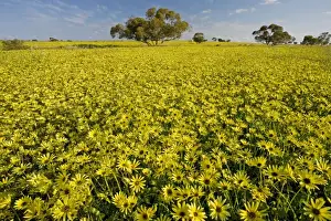 Introduced Prints: Arable field dominated by a non-native yellow daisy - near Mingenew, south-west Australia