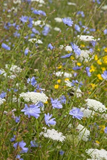 Images Dated 6th August 2012: Arable Flowers - Summer - Mewslade - Gower, Wales, UK