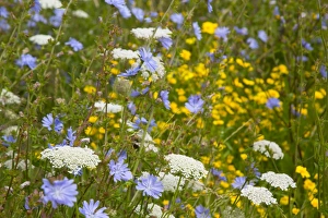 Images Dated 6th August 2012: Arable Flowers - Summer - Mewslade - Gower, Wales, UK