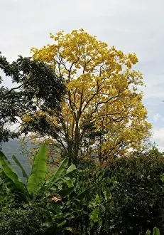 Venezuela Prints: Araguaney - national tree of Venezuela