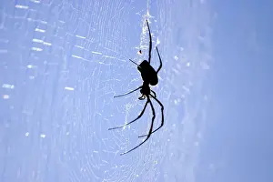 Sinister Prints: Araignee geante a toile doree. Nephila comorana Araigne gante toile dore. Nephila comorana