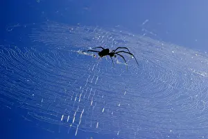 Mayotte Prints: Araignee geante a toile doree. Nephila comorana Araigne gante toile dore. Nephila comorana