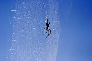 Araignee geante a toile doree. Nephila comorana Araigne gante toile dore. Nephila comorana