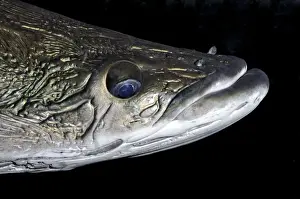 Largest Prints: Arapaima, one of the largest freshwater fishes, tropical South America