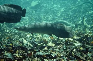 Arapaima / Pirarucu Fish Amazon