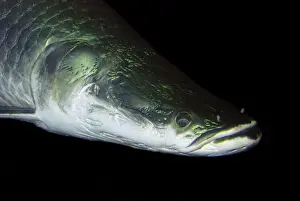 Arapaima - world's largest freshwater fish, Amazon