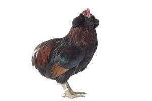 Araucana Gallery: Araucana Wild Golden Chicken Cockerel / Rooster
