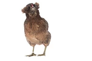 Araucana Gallery: Araucana Wild Golden Chicken hen