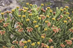 Monkey Puzzle Prints: Araucaria / Monkey Puzzle / Chile Pine - Male tree