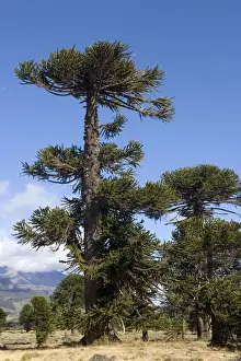 Araucaria / Monkey Puzzle / Chile Pine Tree. Photographed in Neuquen Province. Lanin National Park. Argentina
