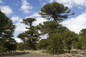 Araucaria / Monkey Puzzle / Chile Pine Tree. Photographed in Neuquen Province. Lanin National Park. Argentina