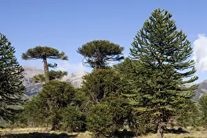 Araucaria / Monkey Puzzle / Chile Pine Tree. Photographed in Neuquen Province. Lanin National Park. Argentina