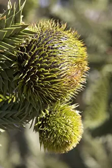 Araucaria / Monkey Puzzle / Chile Pine Tree - Female cones, top one near maturity Photographed in Neuquen Province, Argentina