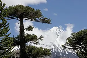 Araucaria / Monkey Puzzle / Chile Pine Tree & Lanin Volcano. Photographed in Neuquen Province. Lanin National Park. Argentina