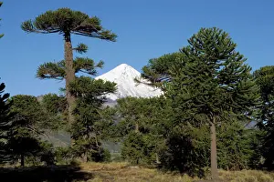 Araucaria / Monkey Puzzle / Chile Pine Tree & Lanin Volcano. Photographed in Neuquen Province. Lanin National Park. Argentina