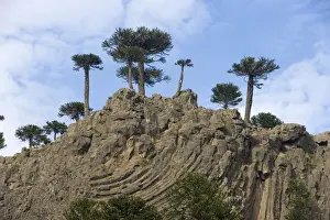 Araucaria / Monkey Puzzle / Chile Pine Trees growing on top of a lava cliff with prismatic joints. Road to Pino Hachado from Las Lajas, Neuquen Province, Argentina
